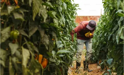 Agriculture